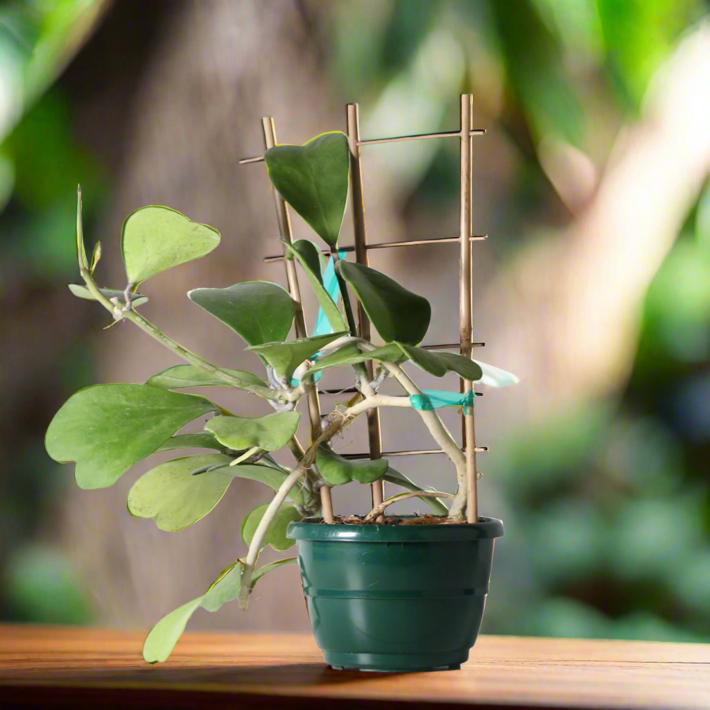 Hoya Kerrii 'Hearts' Sweetheart Valentine Plant