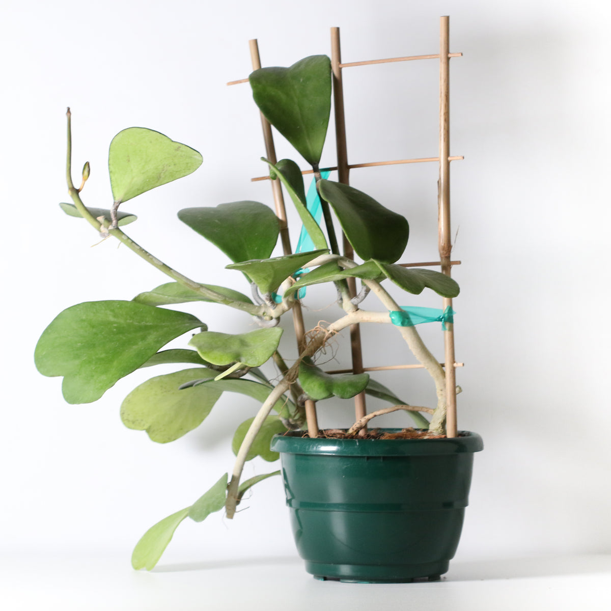 Hoya Kerrii 'Hearts' Sweetheart Valentine Plant