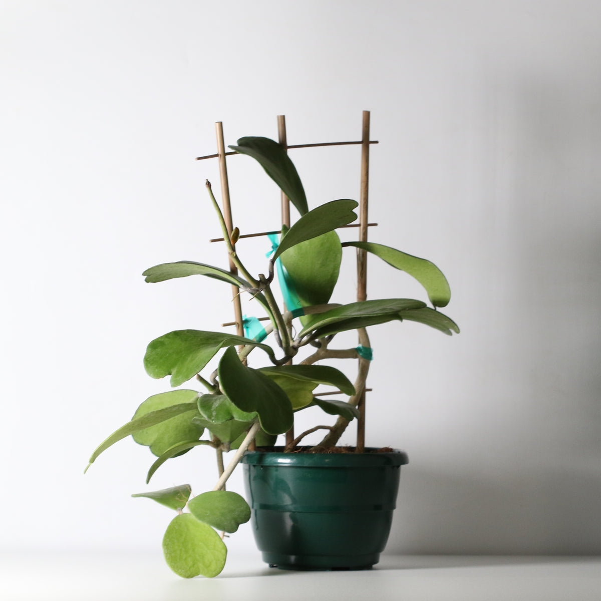 Hoya Kerrii 'Hearts' Sweetheart Valentine Plant
