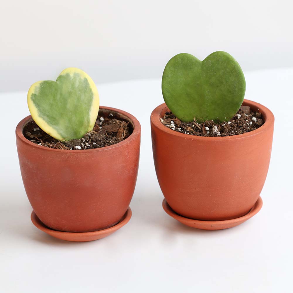 Kerrii Heart Variegated