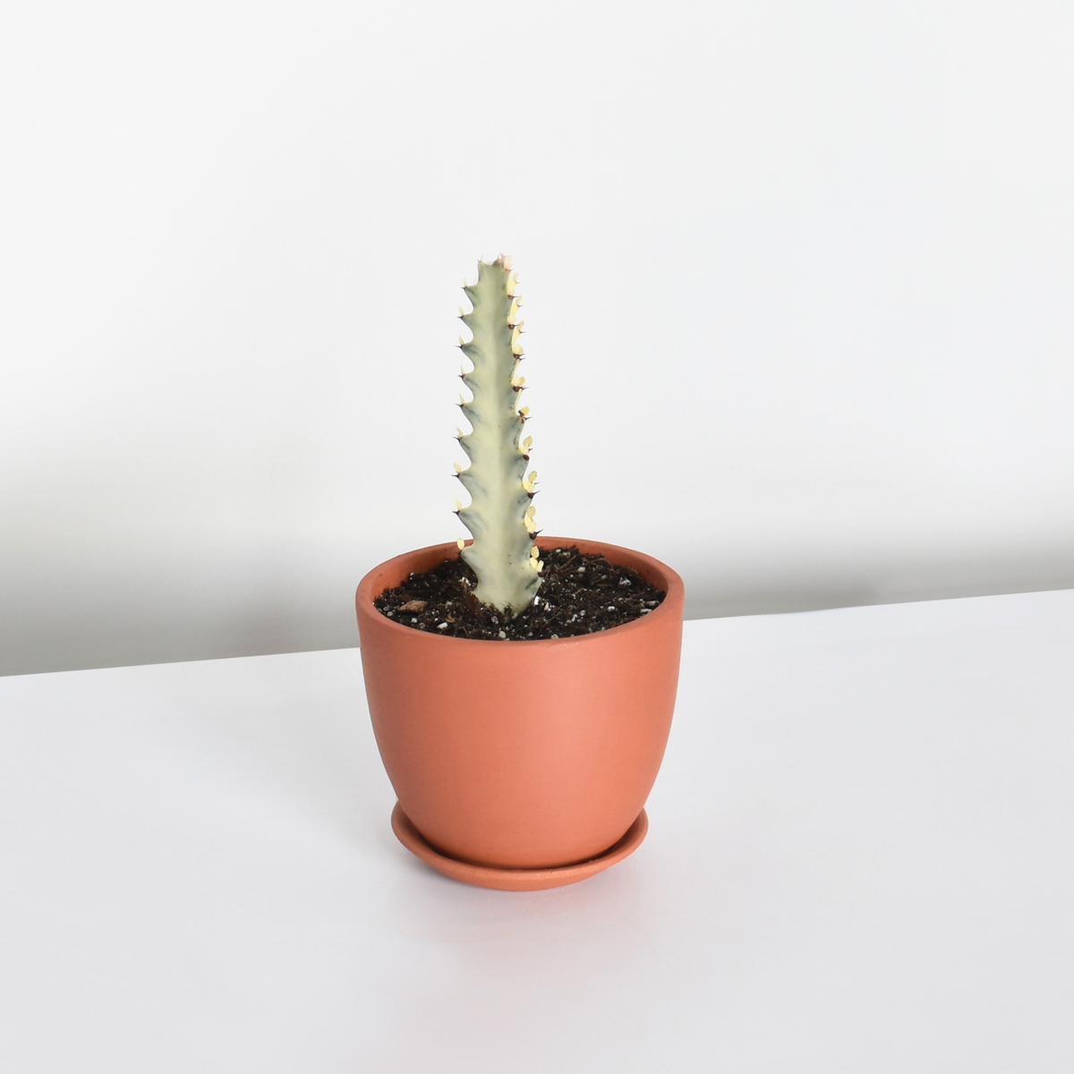 White Ghost Albo Succulent Plant