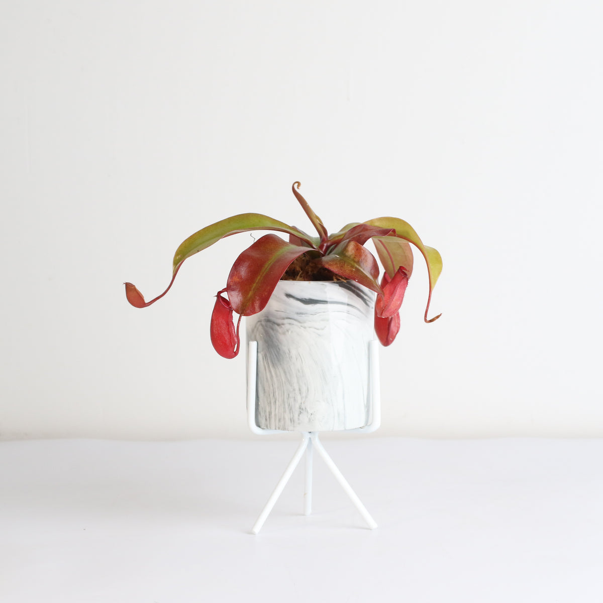 Nepenthes Lady Luck Carnivorous Pitcher Plant