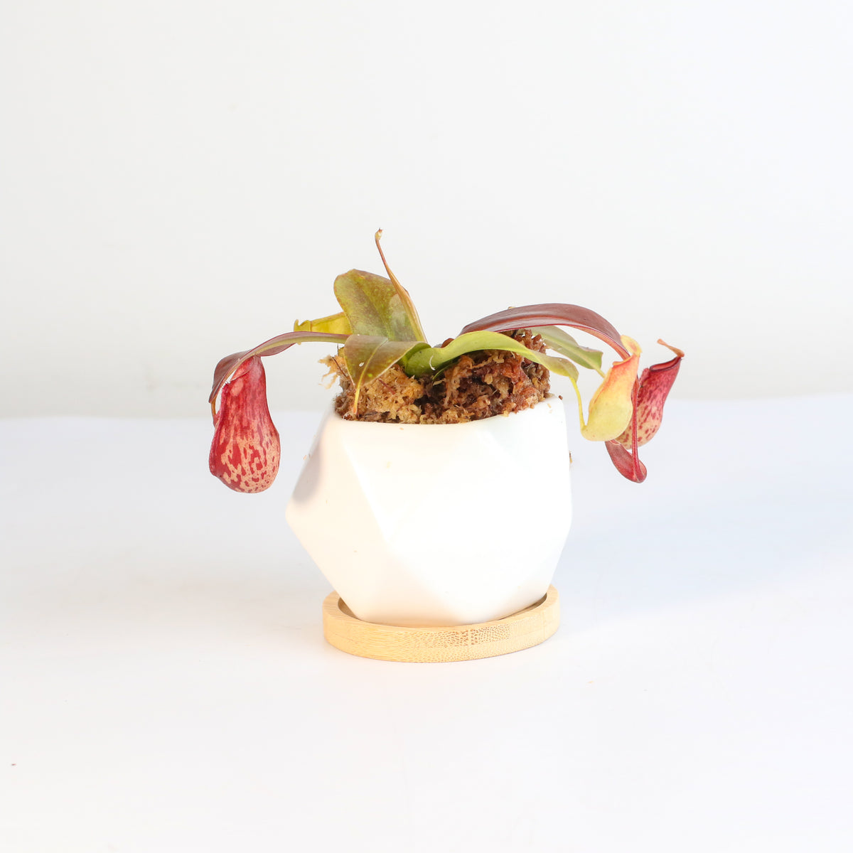 Tropical Pitcher Plant Nepenthes Gaya Carnivorous