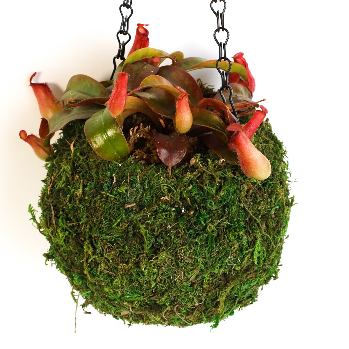 Nepenthes 'Lady Luck' Carnivorous Tropical Pitcher Plant