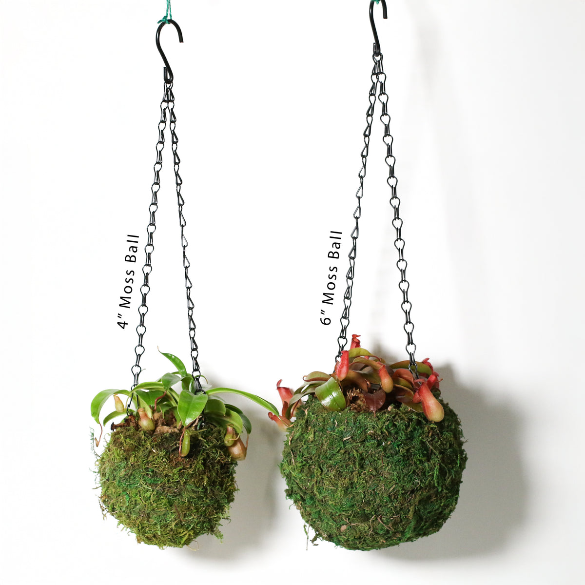 Small vs Large Moss Ball