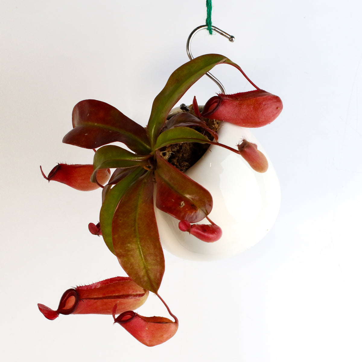 Nepenthes Lady Luck Carnivorous Pitcher Plant