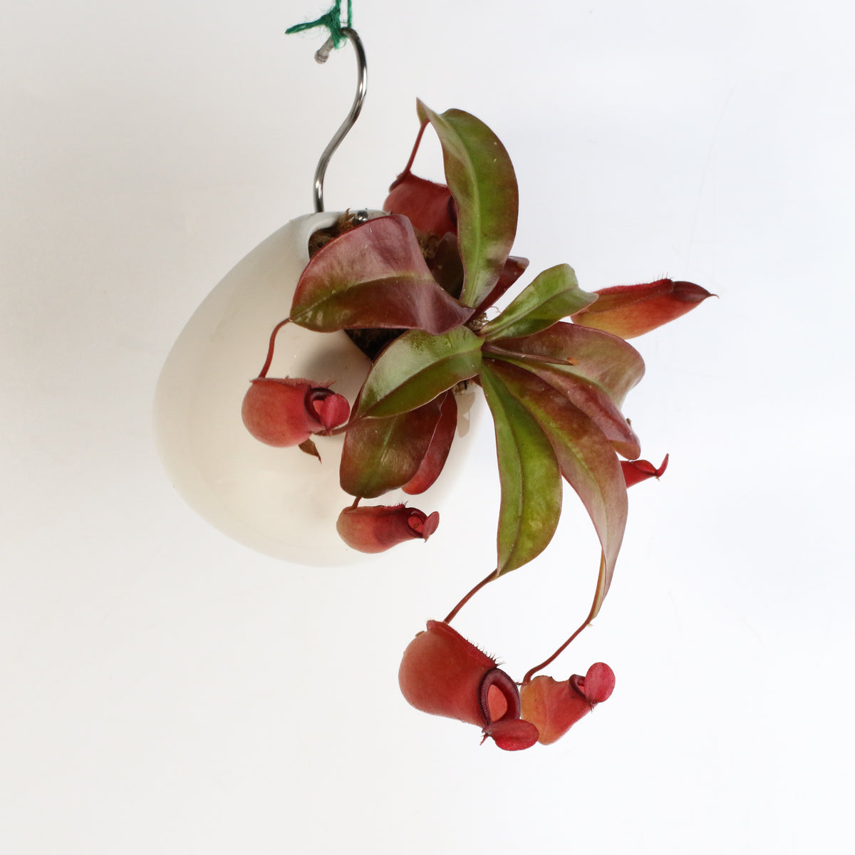 Nepenthes Lady Luck Carnivorous Pitcher Plant