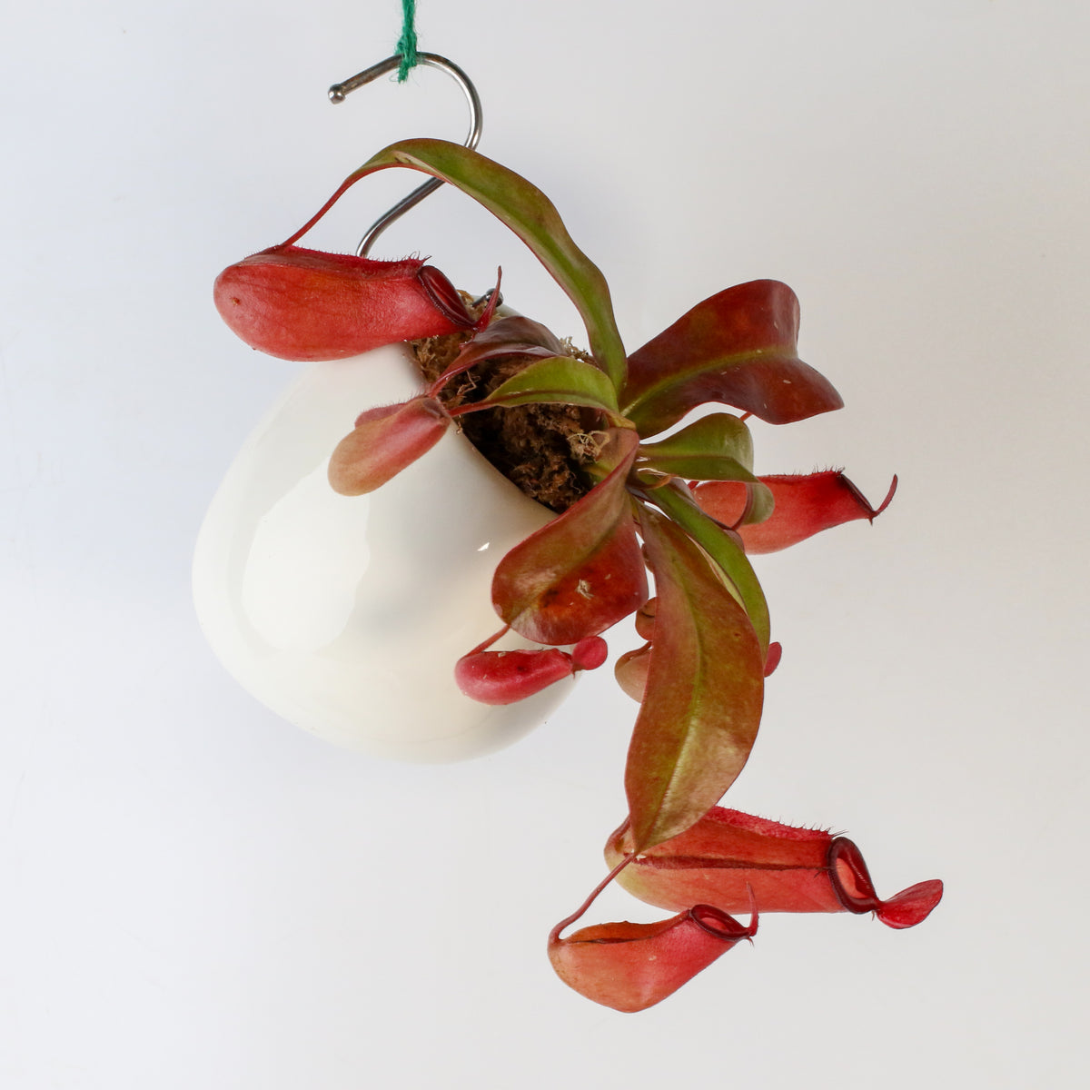 Nepenthes Lady Luck Pitcher Plant