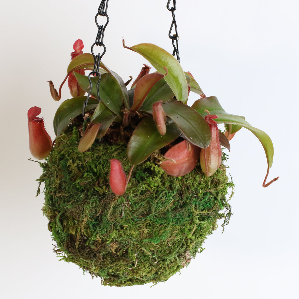 Nepenthes 'Lady Luck' Carnivorous Tropical Pitcher Plant