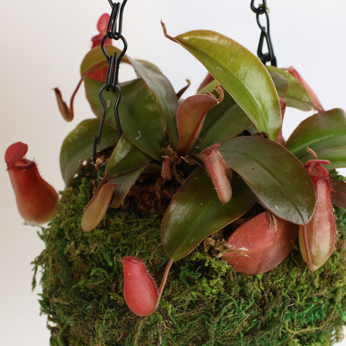 Nepenthes 'Lady Luck' Carnivorous Tropical Pitcher Plant