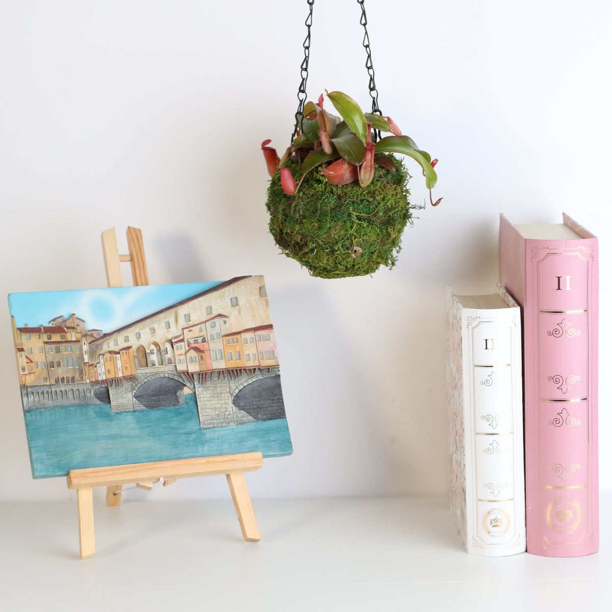 Nepenthes 'Lady Luck' Carnivorous Tropical Pitcher Plant