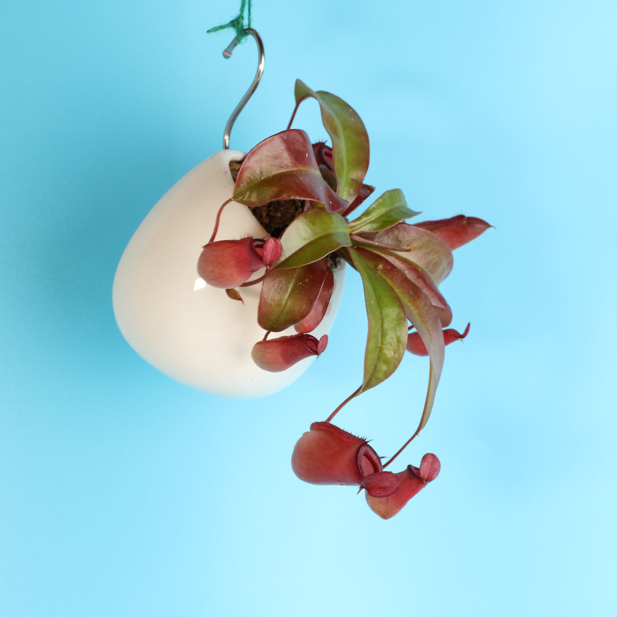 Nepenthes Lady Luck Pitcher Plant in Amelia Planter