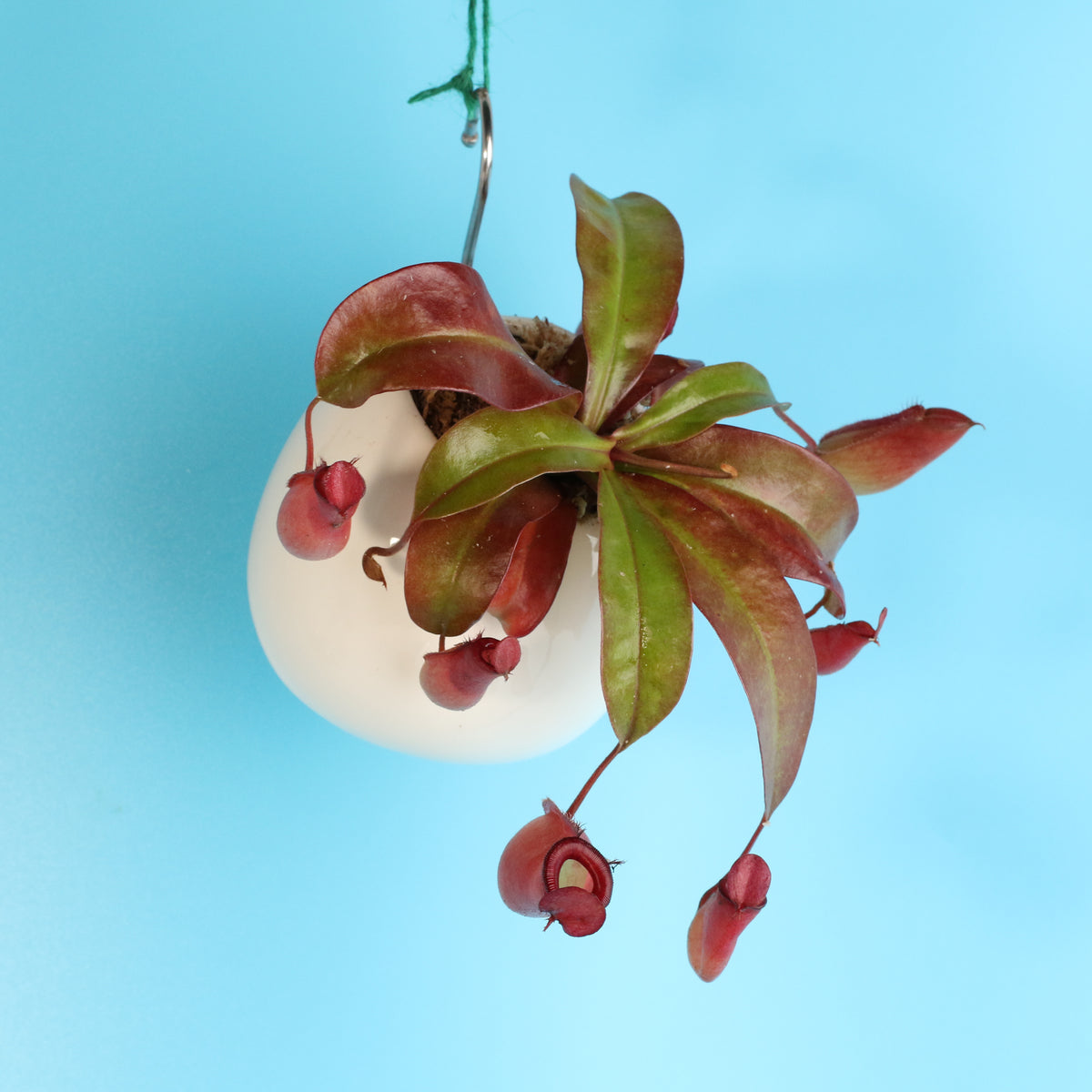 Nepenthes Lady Luck Carnivorous Pitcher Plant