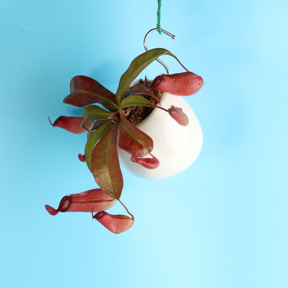 Nepenthes Lady Luck Carnivorous Pitcher Plant