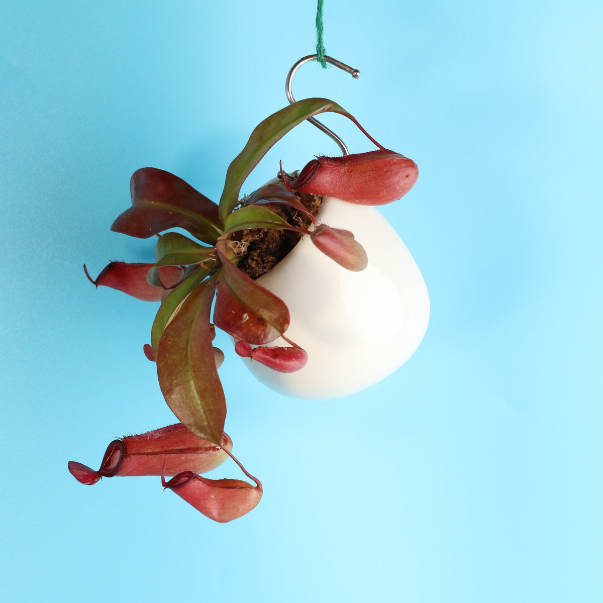 Nepenthes Lady Luck Pitcher Plant