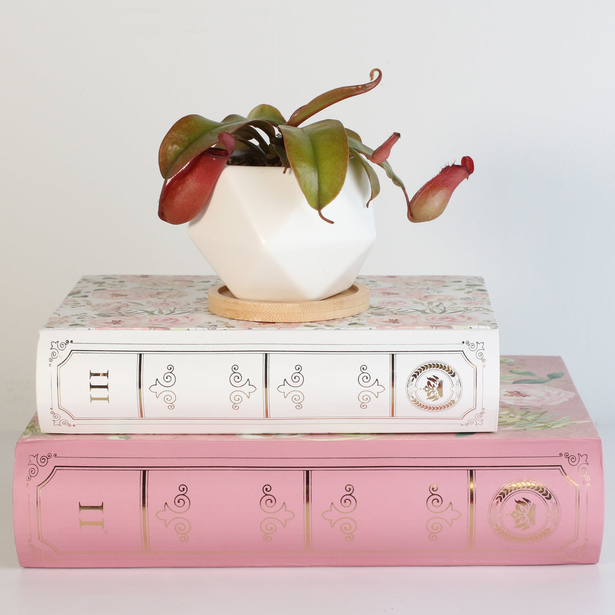 Nepenthes Lady Luck Carnivorous Pitcher Plant