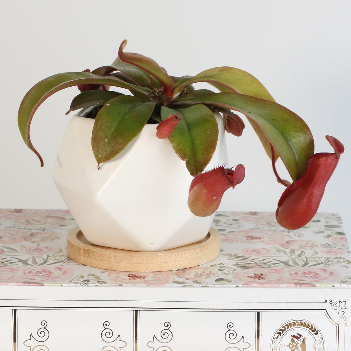 Nepenthes Lady Luck Carnivorous Pitcher Plant