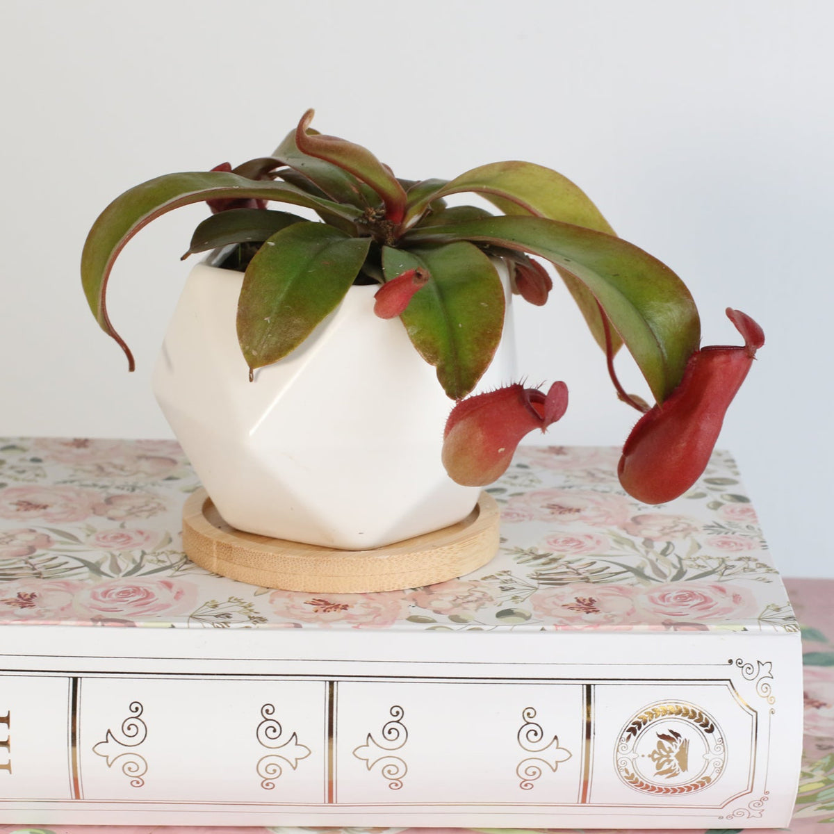 Nepenthes Lady Luck Carnivorous Pitcher Plant