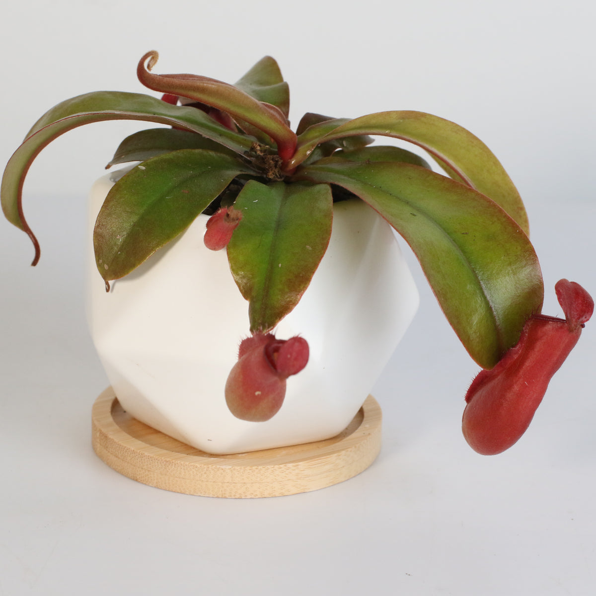 Nepenthes Lady Luck Carnivorous Pitcher Plant