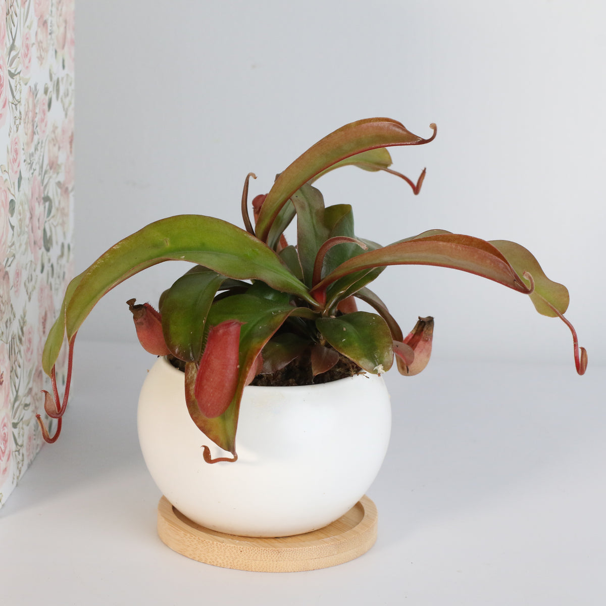 Nepenthes Lady Luck Carnivorous Pitcher Plant