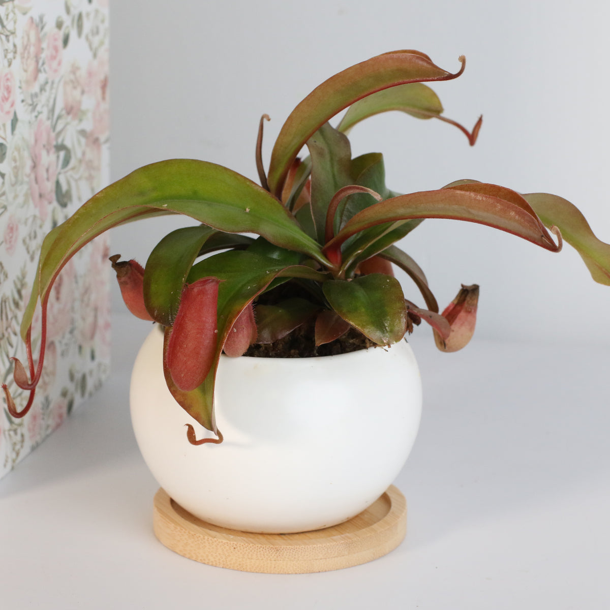 Nepenthes Lady Luck Carnivorous Pitcher Plant