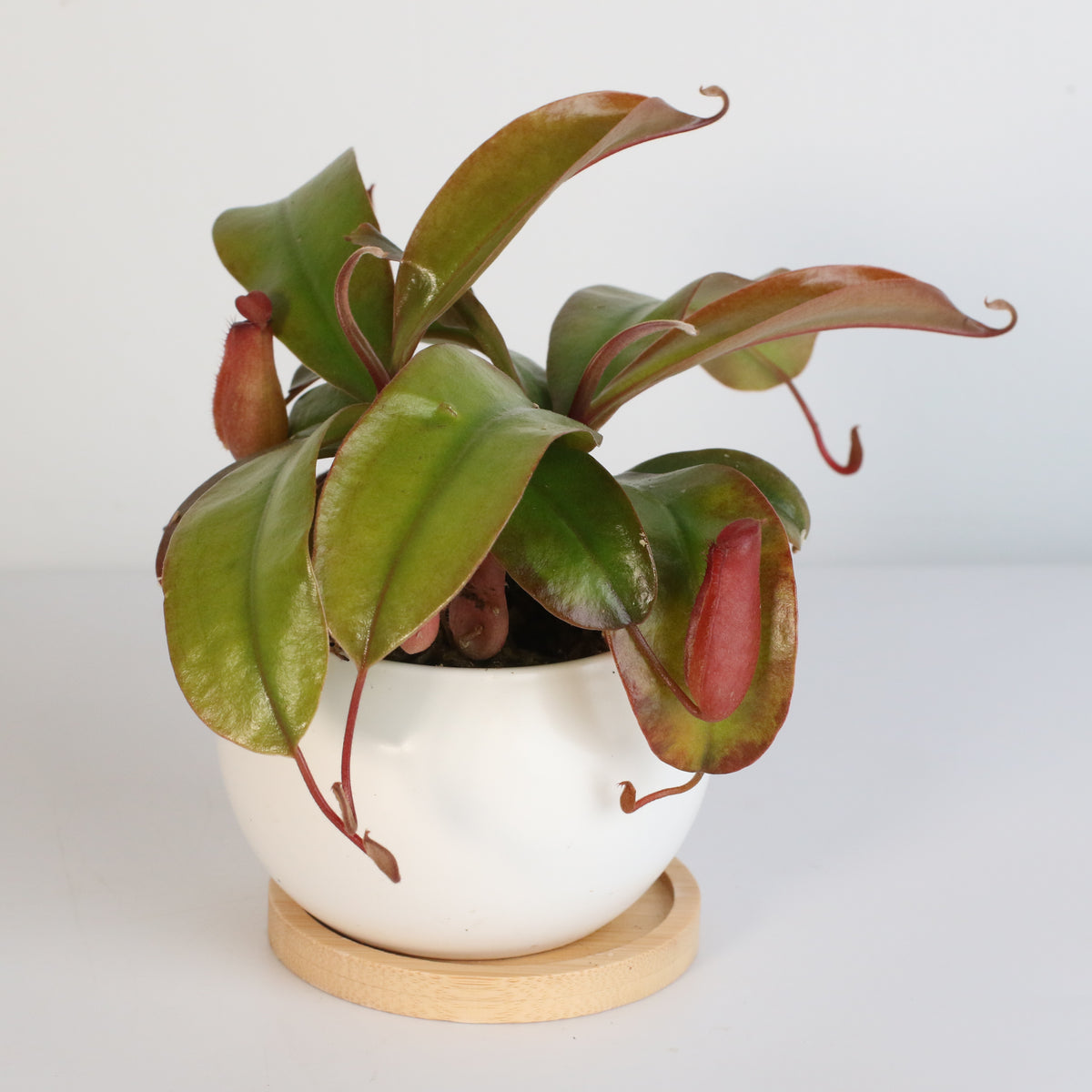 Nepenthes Lady Luck Carnivorous Pitcher Plant
