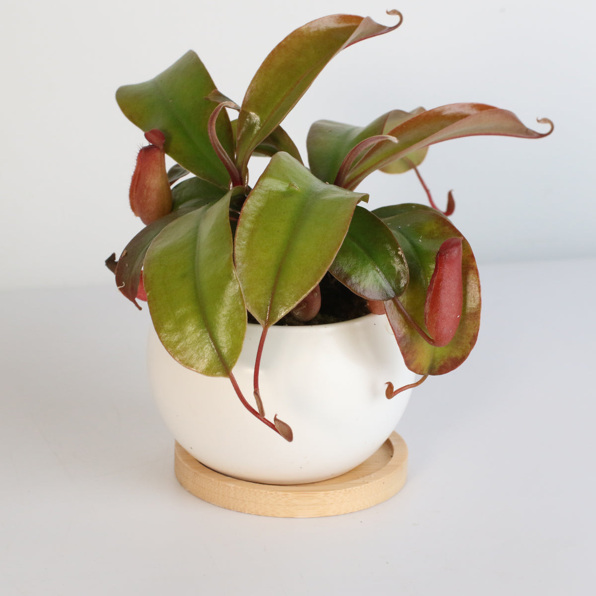 Nepenthes Lady Luck Carnivorous Pitcher Plant