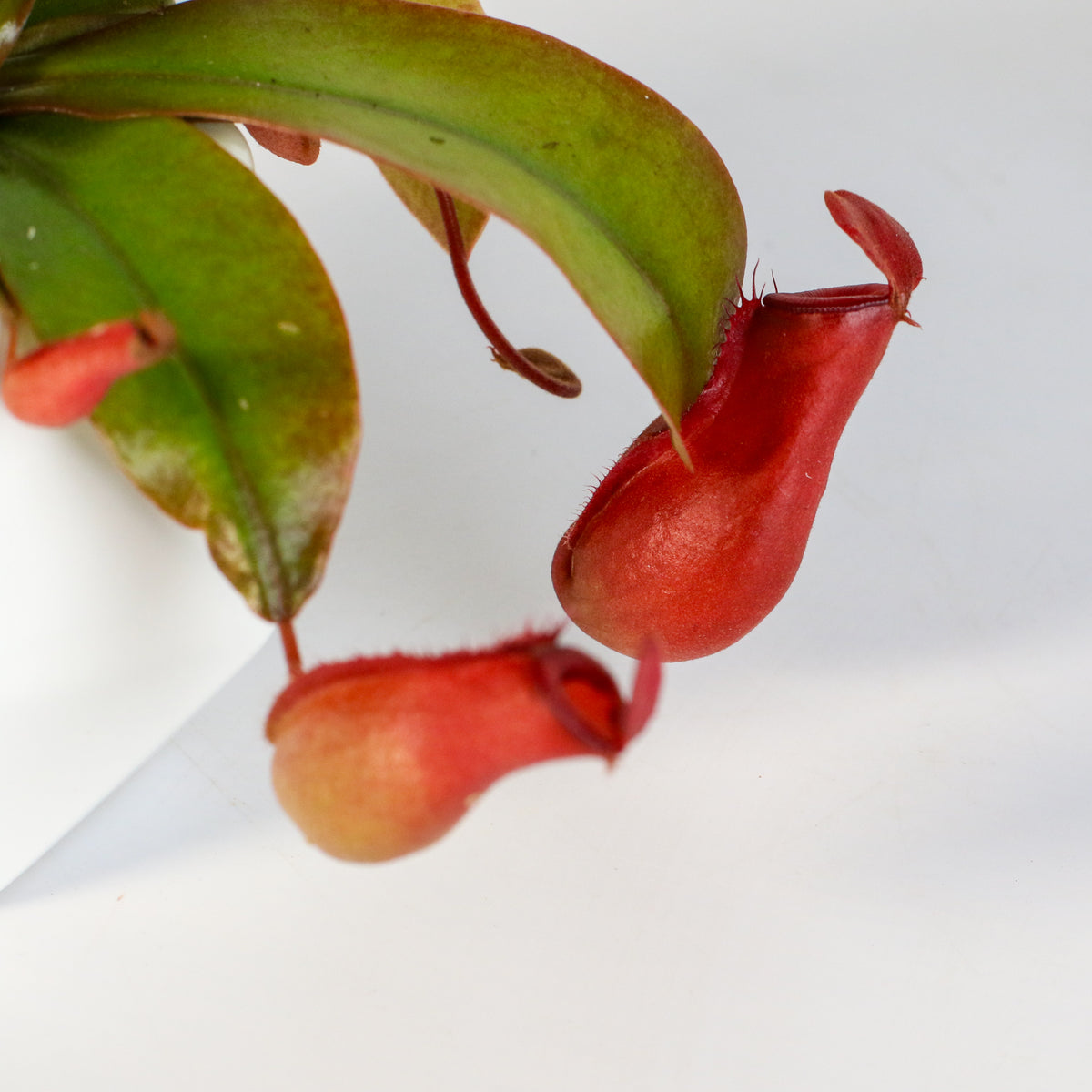 Close Up Shot of Nepenthes Lady Luck Carnivorous Pitcher Plant