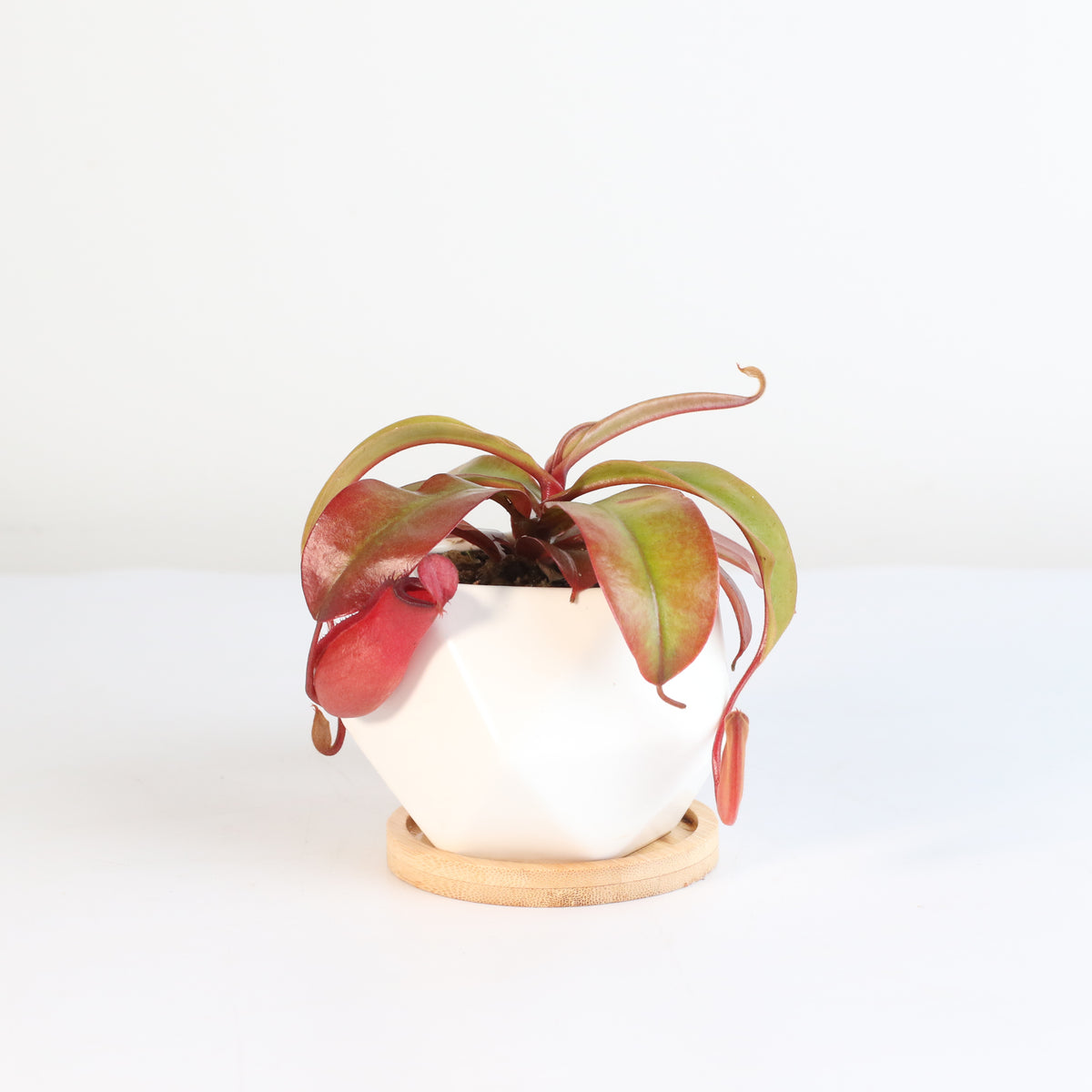 Nepenthes Lady Luck Pitcher Plant