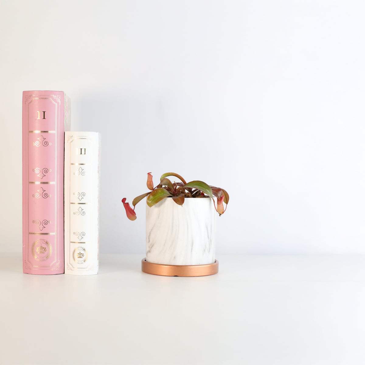 Nepenthes Lady Luck Daphne 4.5" Planter next to books.
