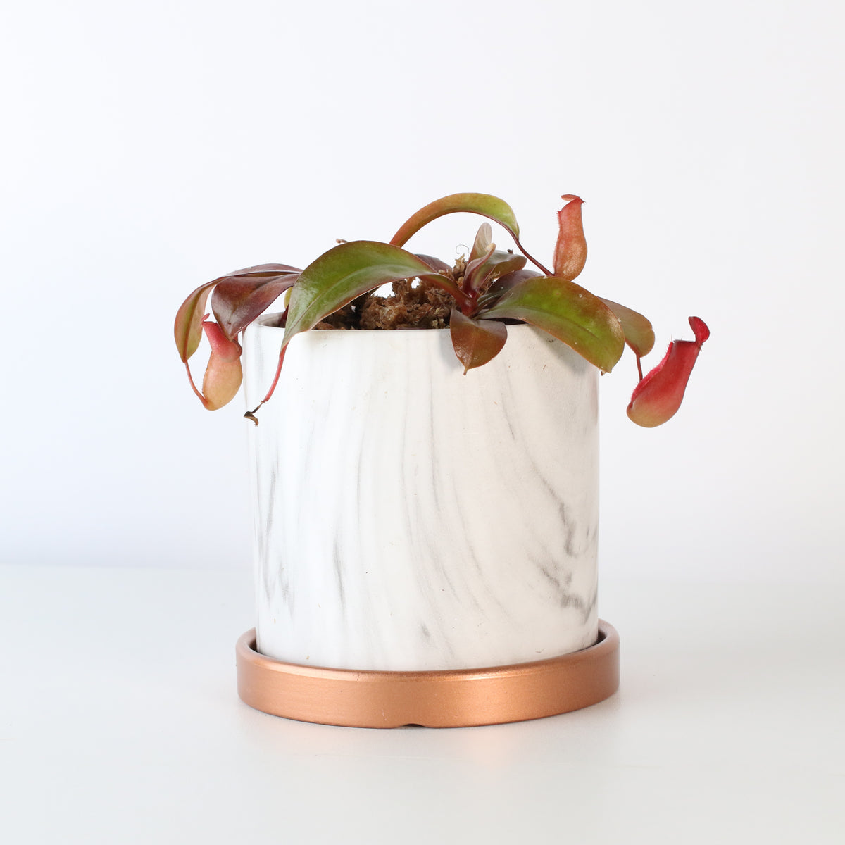 Nepenthes 'Lady Luck' Carnivorous Tropical Pitcher Plant