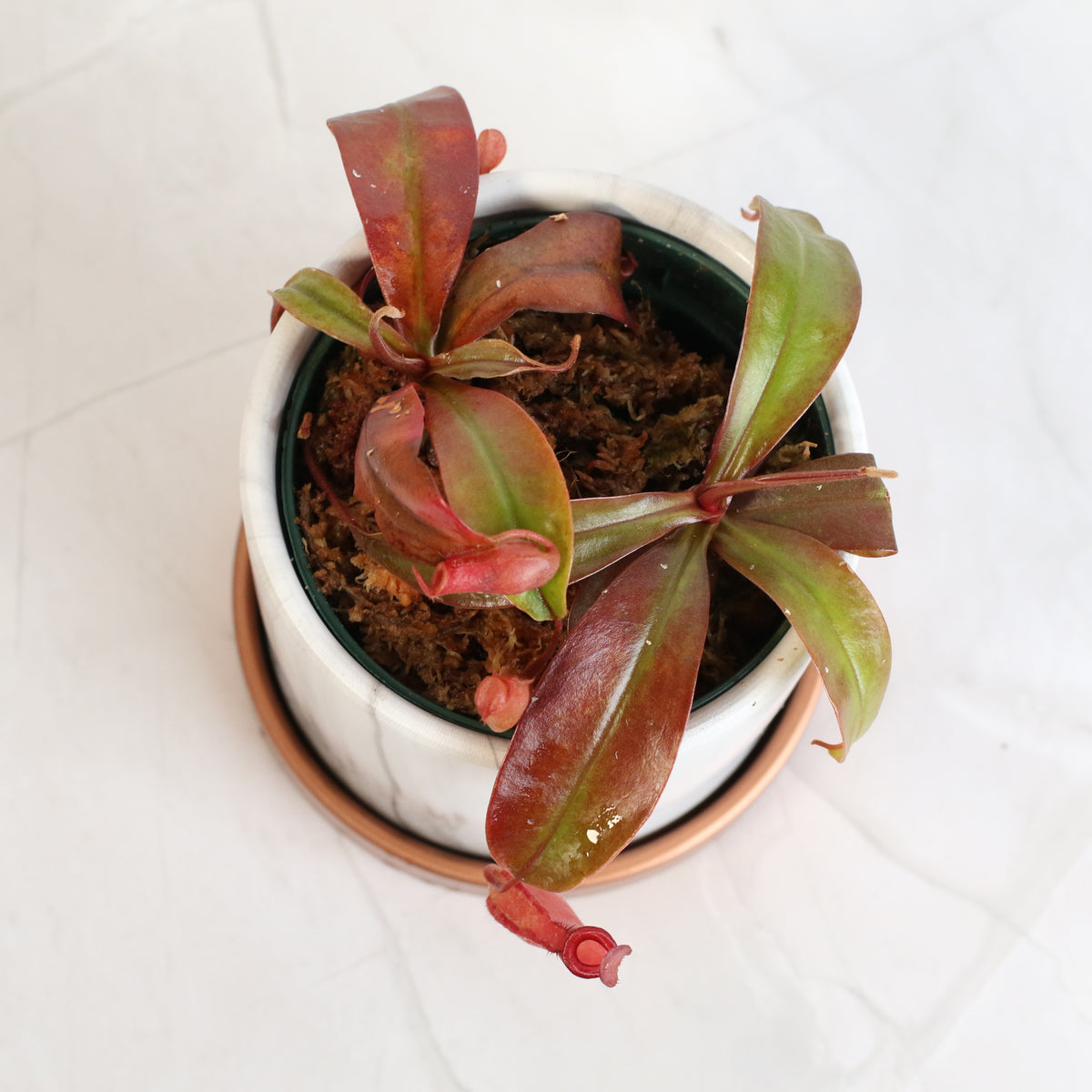Top View of Nepenthes Lady Luck Daphne 4.5" Planter.
