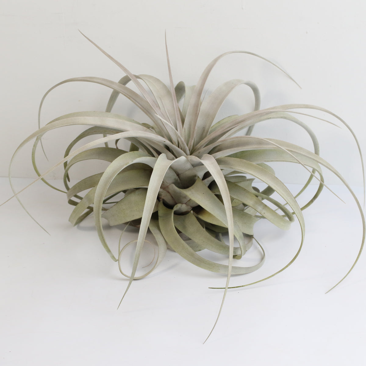 Tillandsia Xerographica Air Plant