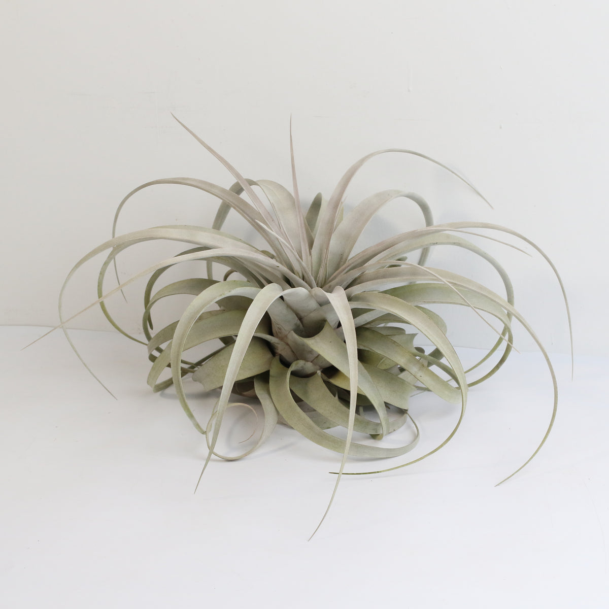 Tillandsia Xerographica Air Plant