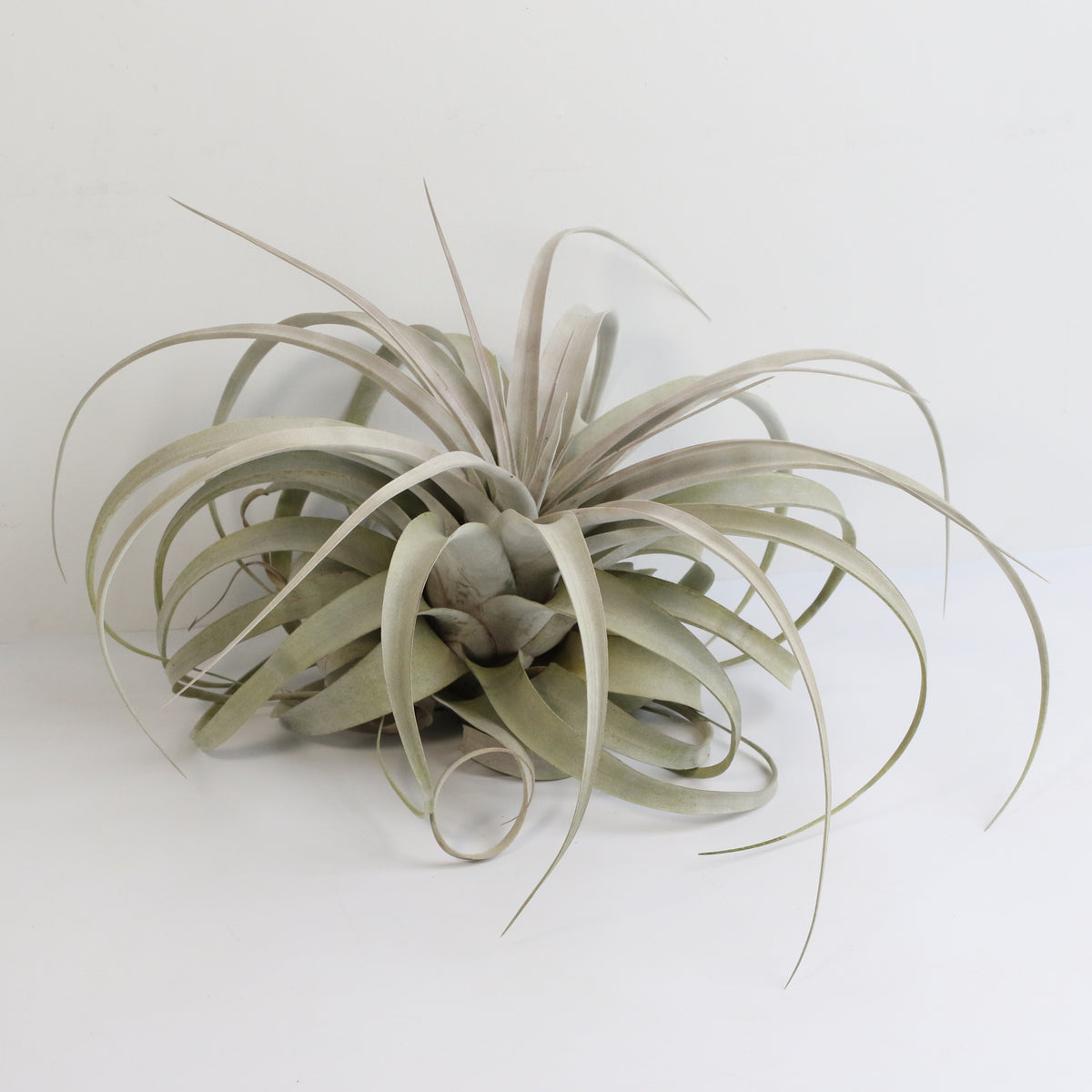 Tillandsia Xerographica Air Plant
