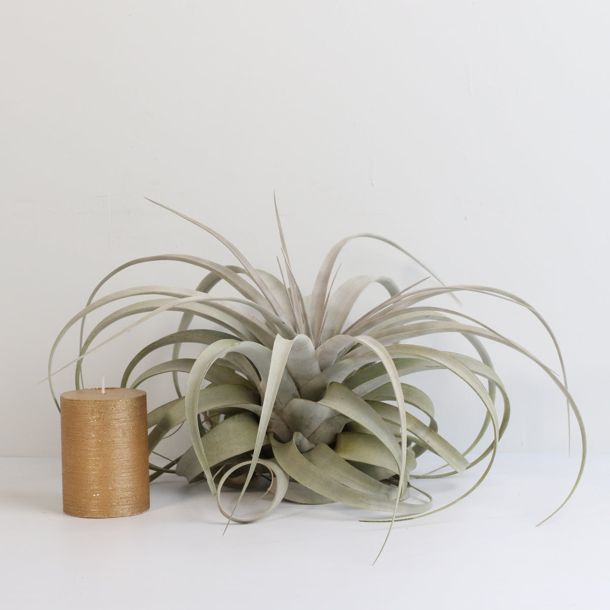 Tillandsia Xerographica Air Plant