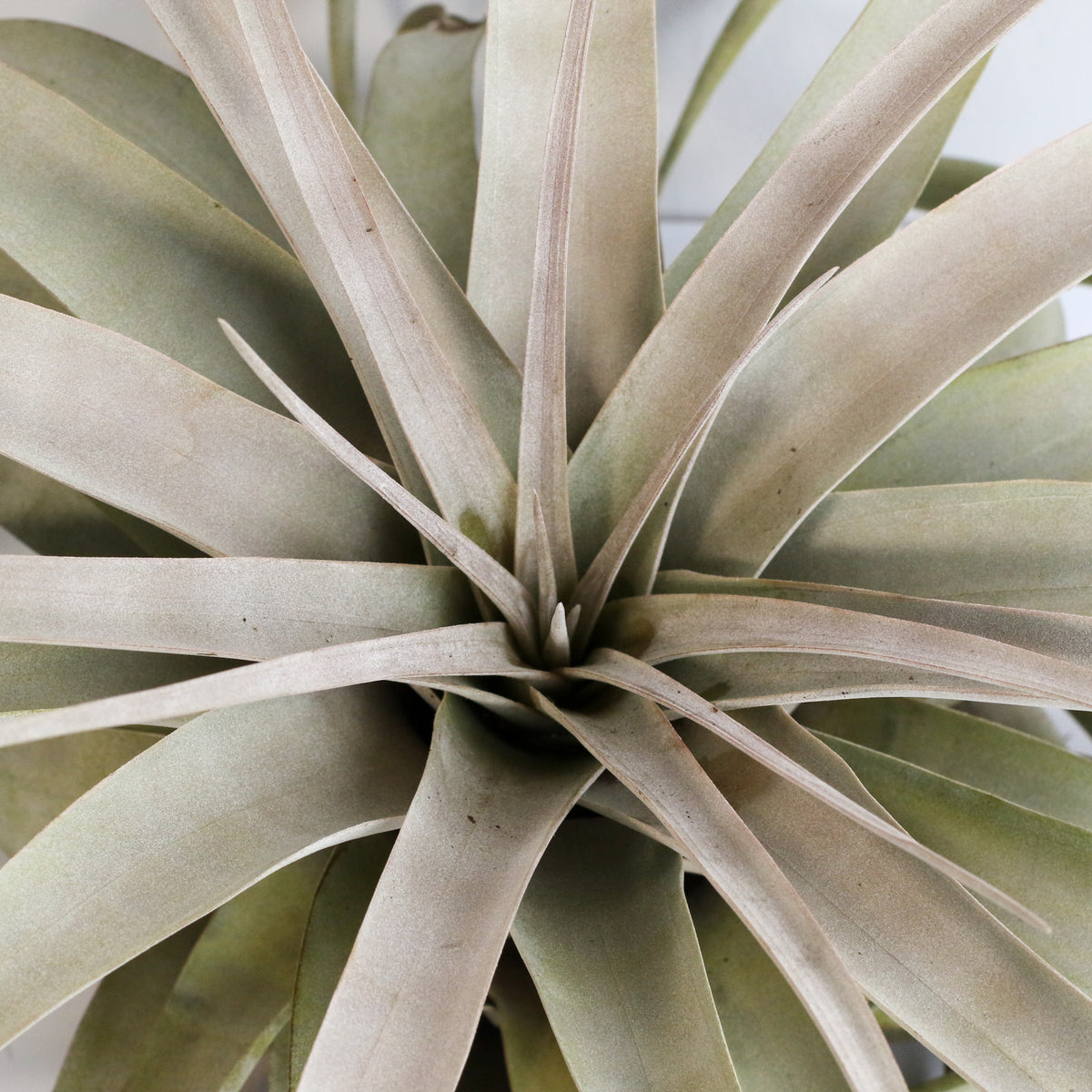 Tillandsia Xerographica Air Plant