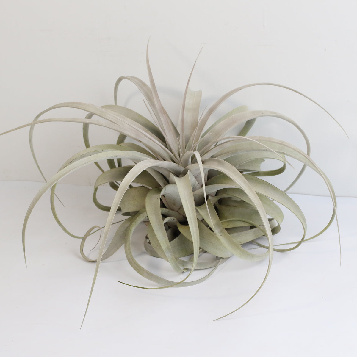 Tillandsia Xerographica Air Plant
