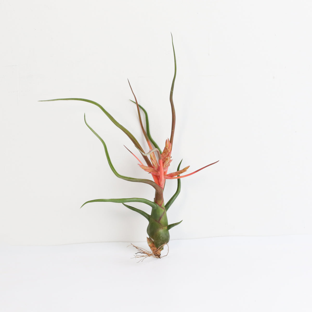 Air Plant Tillandsia Bulbosa