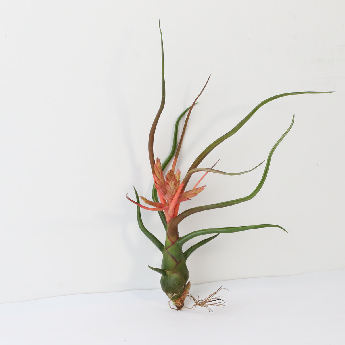 Air Plant Tillandsia Bulbosa