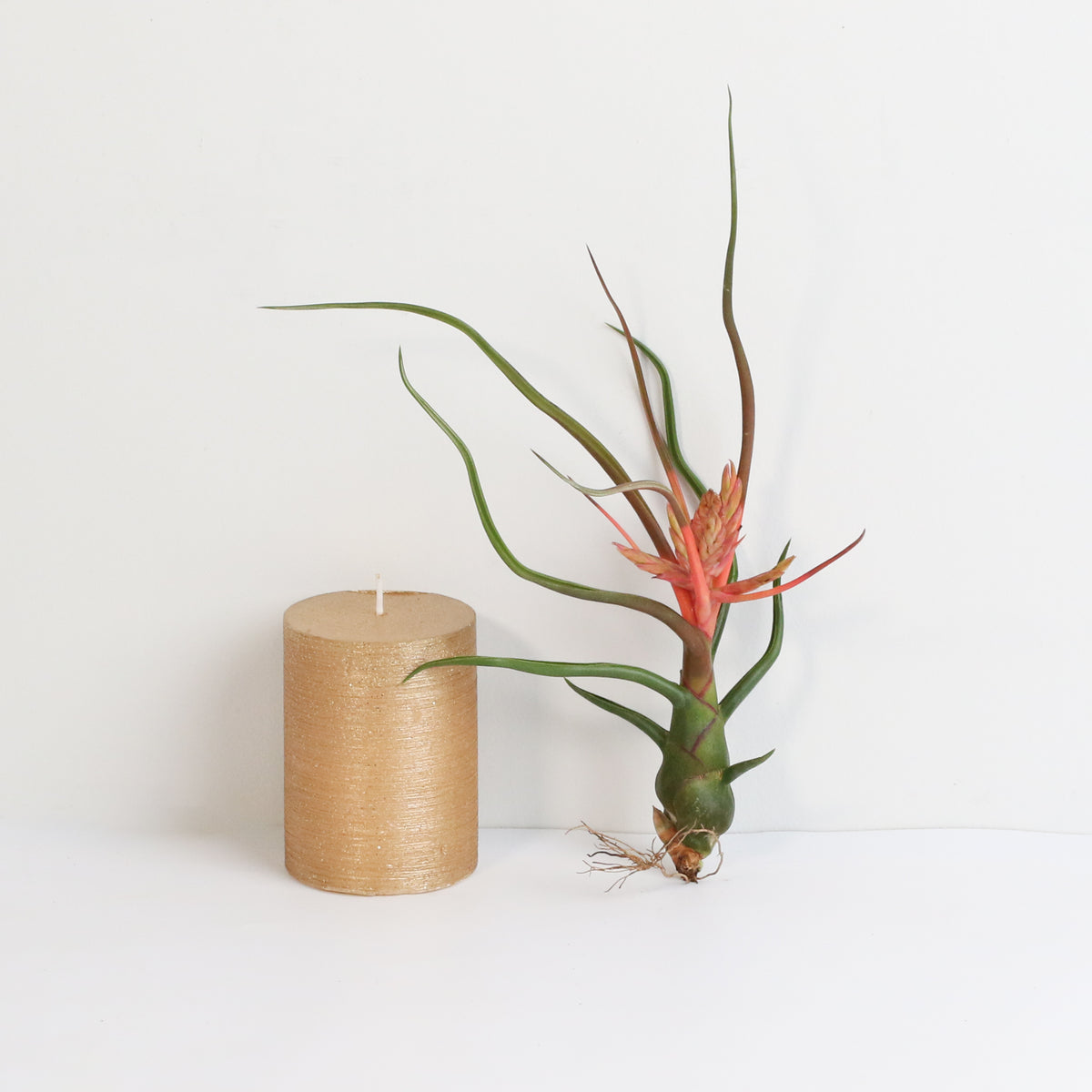 Air Plant Tillandsia Bulbosa