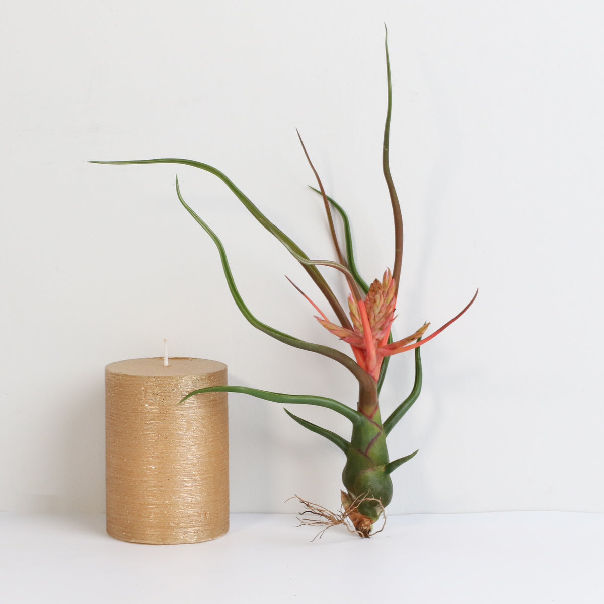 Air Plant Tillandsia Bulbosa