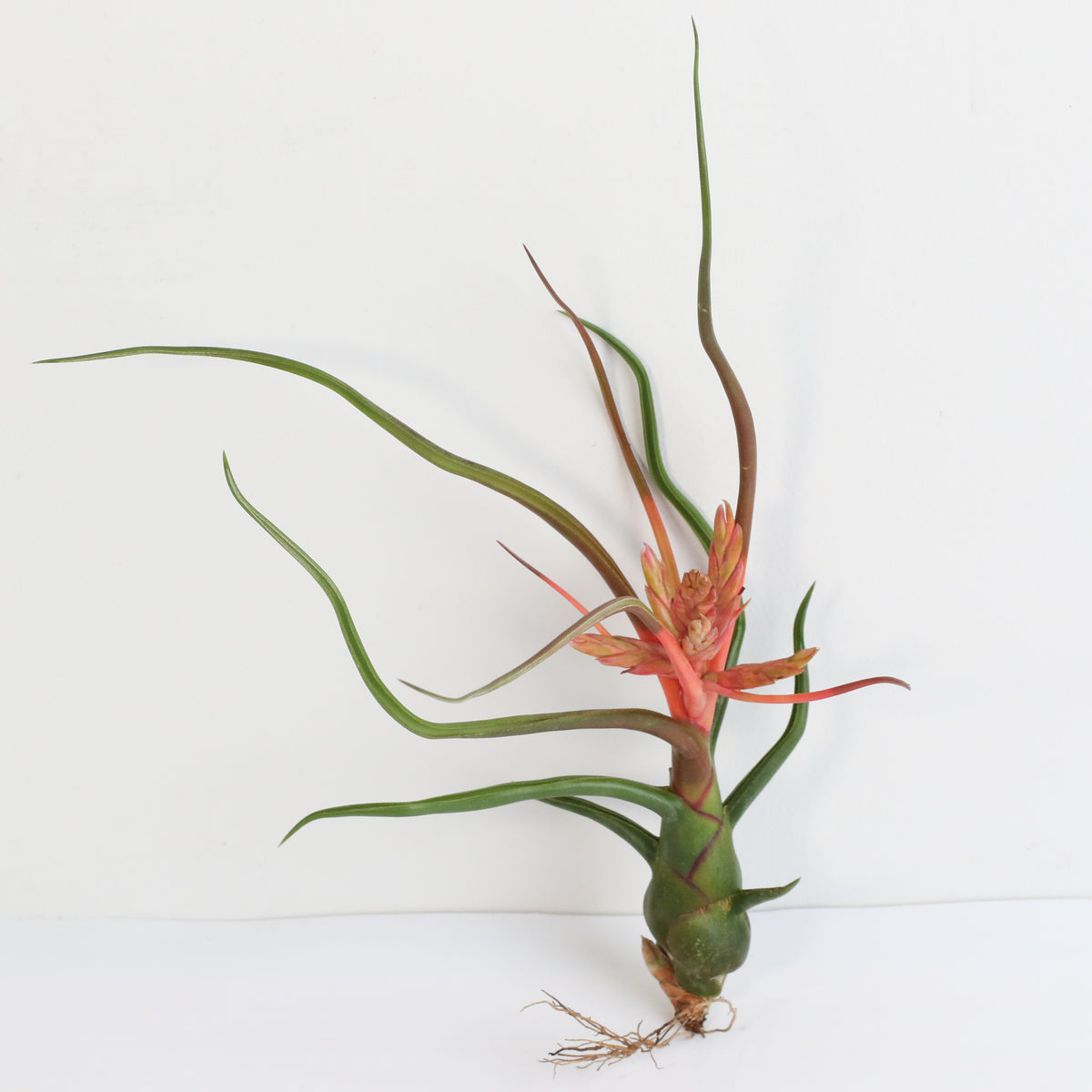 Air Plant Tillandsia Bulbosa