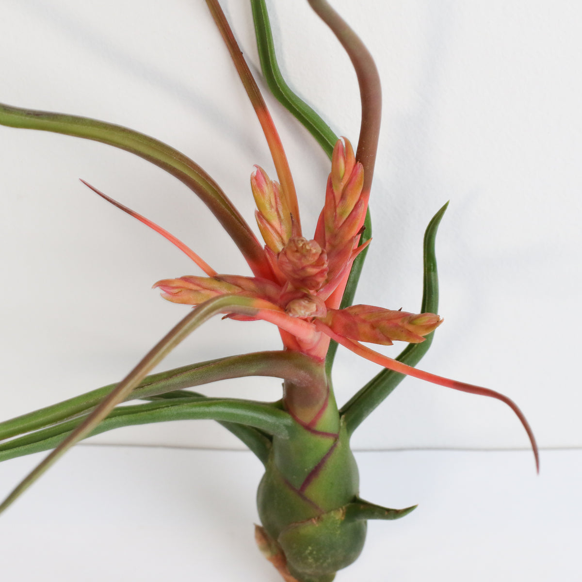 Air Plant Tillandsia Bulbosa
