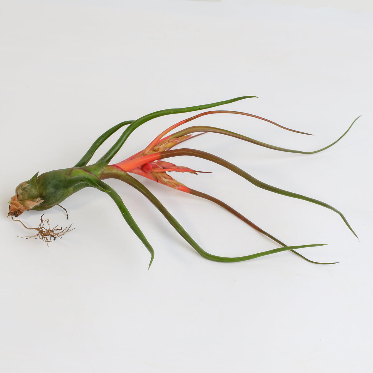 Air Plant Tillandsia Bulbosa