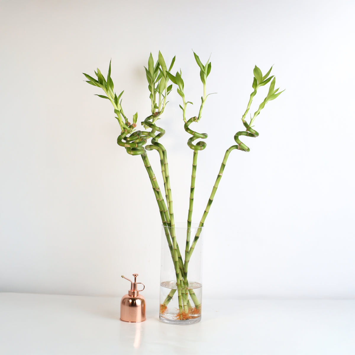 Lucky Bamboo TWISTS Water Plant- LARGE 36"