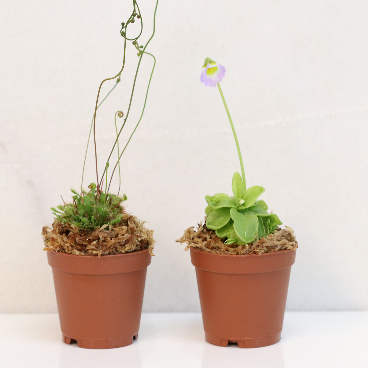 Carnivorous Plant Bundle