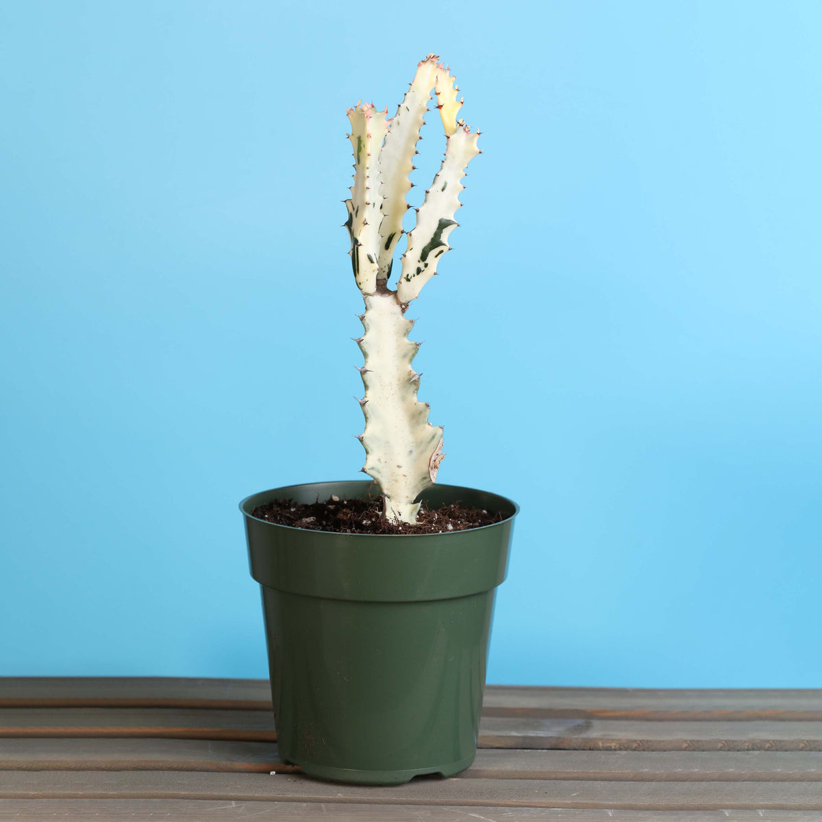 White Ghost Albo Succulent Plant