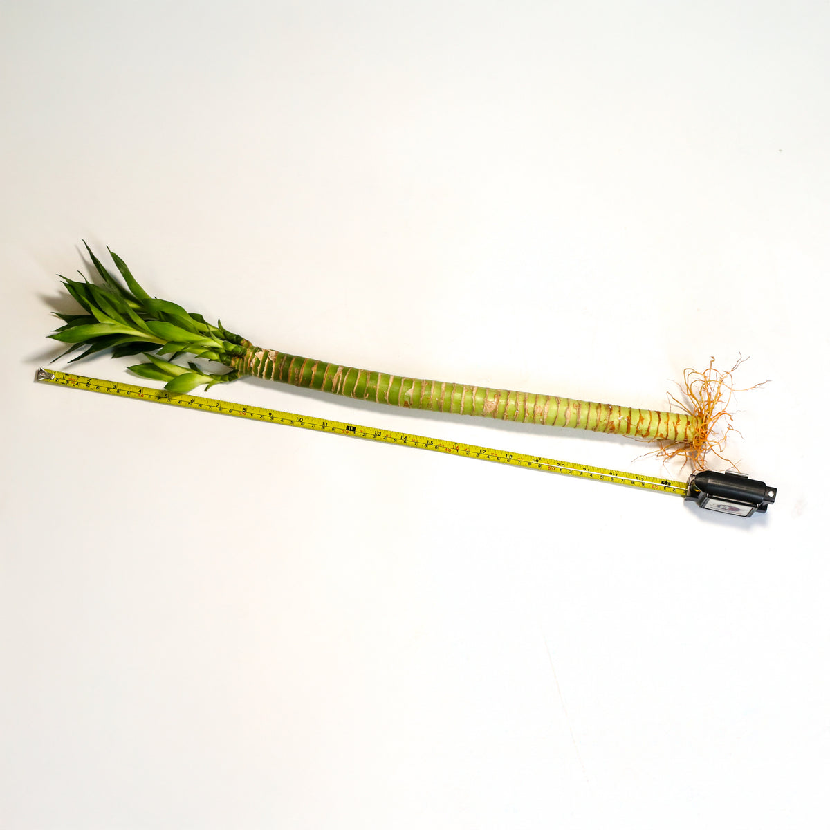 Lotus Bamboo Water Plant next to measuring tape.