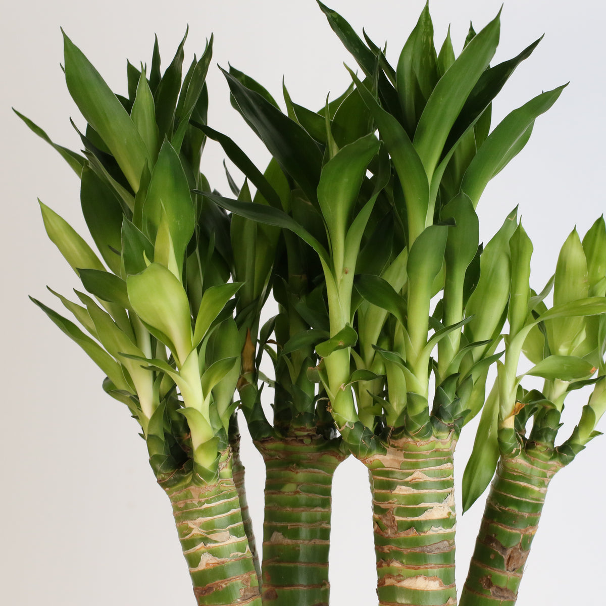 Lotus Bamboo Water Plant